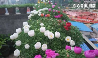 Sunflower Care Secrets (Making Sunflowers Grow More Vigorous and Brilliant)