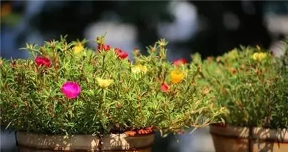 Sunflower Care Secret (to make sunflowers grow more lush and brilliant) 2