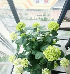 How to Properly Water Newly Potted Hydrangeas (Hydrangea Care Guide)