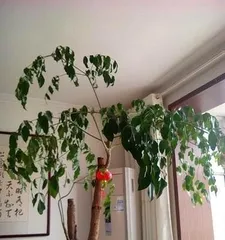 The winter care methods for a Happy Tree (Keeping the Happy Tree thriving in harsh winter)