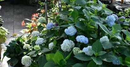 How to Water Newly Repotted Hydrangeas Correctly (Hydrangea Care Guide) 2