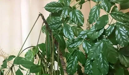 Winter Care Methods for the Happiness Tree (Keeping it Thriving in the Harsh Winter) 2