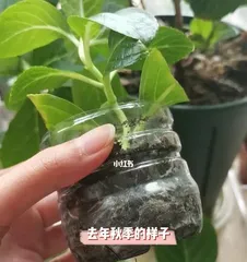 How to Water Newly Repotted Hydrangeas Correctly (Hydrangea Care Guide) 3