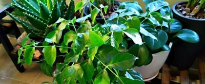 Winter Care Methods for the Happiness Tree (Keeping it Thriving in the Harsh Winter) 3