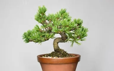 Pine Bonsai - Secrets to Choosing the Best Variety (How to Choose the Right Pine Bonsai for You? A Comprehensive Guide) 2