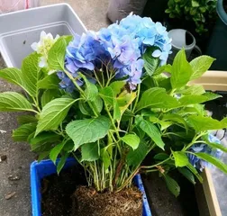 Tips for Caring for Hydrangeas (The Secret to Creating a Beautiful Garden)