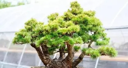 Pine Bonsai - Secrets to Choosing the Best Variety (How to Choose the Right Pine Bonsai for You? A Comprehensive Guide) 3