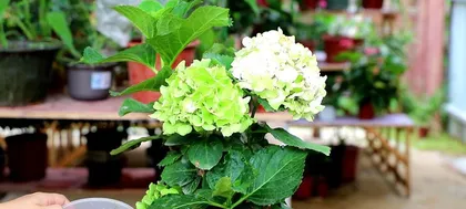 Hydrangea Care Tips (Secrets to a Beautiful Garden) 2