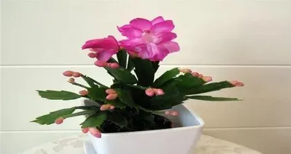 How to care for Zamioculcas zamiifolia？（Caring methods and precautions for Zamioculcas zamiifolia）