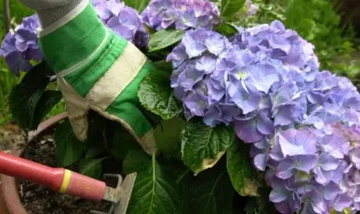 Hydrangea Care Tips (Secrets to a Beautiful Garden) 3
