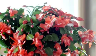 How to Care for Christmas Cactus? (Christmas Cactus Cultivation Methods and Precautions) 2