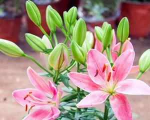 Lily Cultivation and Care (Suitable Months, Soil, and Environmental Conditions)