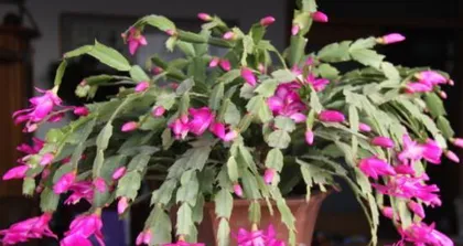 How to Care for Christmas Cactus? (Christmas Cactus Cultivation Methods and Precautions) 3