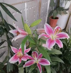 Planting and Care of Lily Flowers (Suitable Months, Soil, and Environmental Conditions) 2