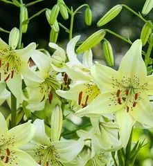 Planting and Care of Lily Flowers (Suitable Months, Soil, and Environmental Conditions) 3
