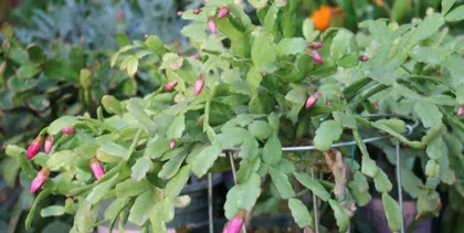 The flowering period of Cymbidium goeringii (Exploring the blooming time and care tips of Cymbidium goeringii)