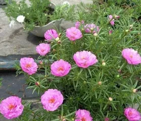 Does the sunflower bloom all year round? (Growth characteristics and care tips for seasonal sunflowers)