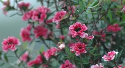 A Complete Guide to Growing Eucalyptus (From Planting to Care, Teach You to Create a Beautiful Eucalyptus Garden)