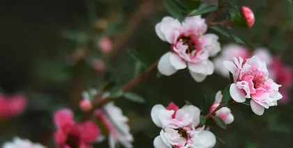 A Complete Guide to Growing Leptospermum Scoparium (From Planting to Care, Teaching You to Create a Beautiful Leptospermum Scoparium Garden) 2
