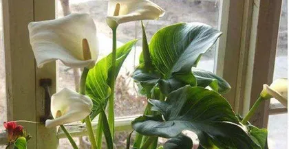 Peony Care Guide (Indoor Cultivation, Note Toxicity)