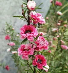 A Complete Guide to Growing Leptospermum Scoparium (From Planting to Care, Teaching You to Create a Beautiful Leptospermum Scoparium Garden) 3