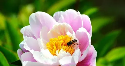 芍药花养护指南(室内养殖,注意毒性)2