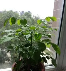 How to Solve the Problem of Yellow Leaves on Happy Trees (Cultivating Happy Trees, Enjoying a Joyful Life)