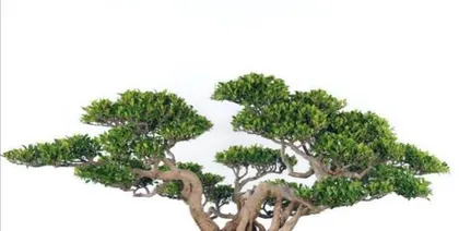 Pruning Techniques for Small Ficus (Creating the Perfect Small Ficus Landscape)