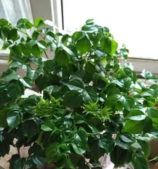 How to Solve the Problem of Yellowing Leaves on the Happiness Tree (Caring for the Happiness Tree, Enjoying a Happy Life) 2