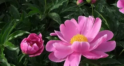 芍药花养护指南(室内养殖,注意毒性)3