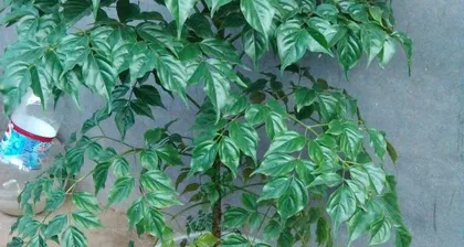 How to Solve the Problem of Yellowing Leaves on the Happiness Tree (Caring for the Happiness Tree, Enjoying a Happy Life) 3