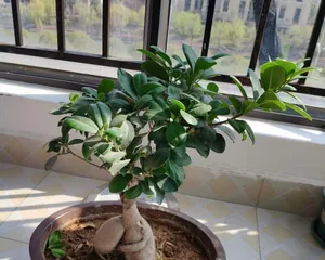 Pruning Techniques for Little Banyan Trees (Creating a Perfect Little Banyan Tree Landscape) 2
