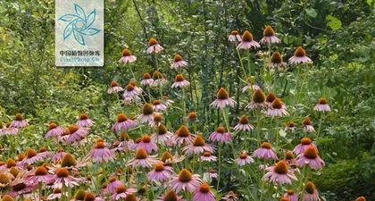 Coneflower Winter Care Methods (How to Care for Coneflowers During the Cold Season)