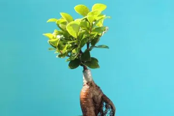 Pruning Techniques for Little Banyan Trees (Creating a Perfect Little Banyan Tree Landscape) 3