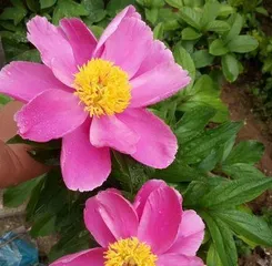 The Growth Environment and Care of Peony Flowers (Exploring Why Peonies Like Sunlight and Their Care Methods)