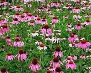 Echinacea purpurea Winter Care Methods (How to Care for Echinacea purpurea in the Cold Season) 2