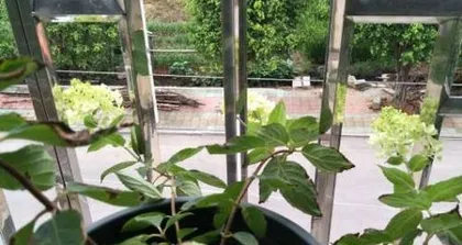 How to Grow Hydrangea Seeds (Seed Collection, Storage, Germination, Planting, Care: A Comprehensive Guide)