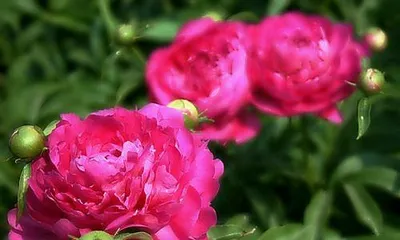 Growing Environment and Care of Peonies (Exploring the Reasons Why Peonies Like Sun and Their Care Methods) 2