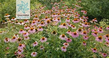 Echinacea purpurea Winter Care Methods (How to Care for Echinacea purpurea in the Cold Season) 3