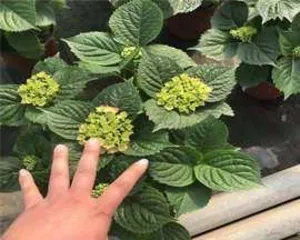 How to Plant Hydrangea Seeds (A Comprehensive Guide for Seed Collection, Storage, Germination, Transplanting, and Care) 2