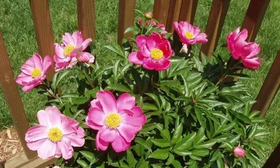 Growing Environment and Care of Peonies (Exploring the Reasons Why Peonies Like Sun and Their Care Methods) 3
