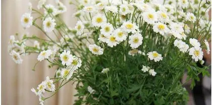 How to Care for Pyrethrum (Creating a Beautiful Balcony Garden)