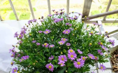 How to Care for Crested Daisies (Creating a Beautiful Balcony Garden) 2