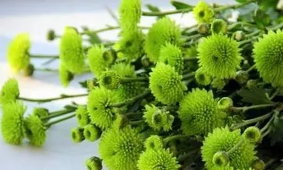 How to Care for Crested Daisies (Creating a Beautiful Balcony Garden) 3