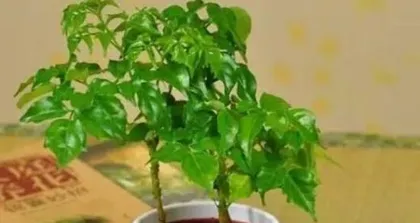 Light Requirements and Care Methods for Lucky Bamboo (Does it prefer sun or shade? Master these tips to help Lucky Bamboo grow healthier)