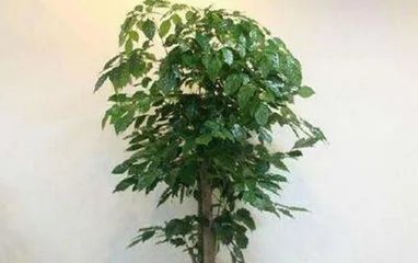 Light Requirements and Care Methods of Raderstachia (Does it Like Sun or Shade? Master this knowledge to make Raderstachia grow healthier)2