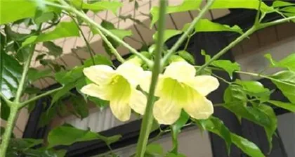 Light Requirements and Care Methods of Raderstachia (Does it Like Sun or Shade? Master this knowledge to make Raderstachia grow healthier)3