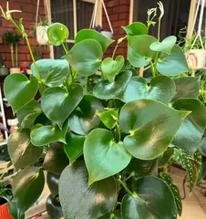 How to make Peperomia obtusifolia grow more vigorously? (Master these care tips to help Peperomia obtusifolia thrive!)
