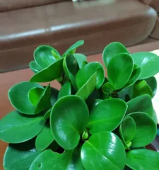 How to make Peperomia obtusifolia grow more vigorously? (Master these care tips to make your Peperomia obtusifolia thrive!) 2