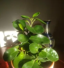 How to make Peperomia obtusifolia grow more vigorously? (Master these care tips to make your Peperomia obtusifolia thrive!) 3